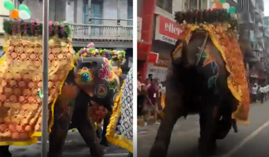 ರಥಯಾತ್ರೆಯ ವೇಳೆ ಅಡ್ಡಾದಿಡ್ಡಿ ಓಡಿದ ಆನೆ-ಭಕ್ತರಿಗೆ ಗಾಯ ರಥಯಾತ್ರೆಯ ವೇಳೆ ಅಡ್ಡಾದಿಡ್ಡಿ ಓಡಿದ ಆನೆ-ಭಕ್ತರಿಗೆ ಗಾಯ